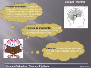 Glándula Pituitaria
Sistema Endocrino: Glándula Pituitaria
Hormona luteinizante :(su sigla en
inglés es LH) y hormona estimulante de
los folículos (su sigla en inglés es FSH).
Controla las funciones reproductoras
y las características sexuales.
Oxitocina Estimula las contracciones
uterinas y los conductos lácteos en los
senos.
Hormona de crecimiento: Afecta el
crecimiento y desarrollo; estimula
la producción de proteínas.
Brigett Barrios
 