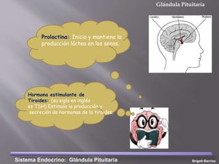 Glándula Pituitaria
Sistema Endocrino: Glándula Pituitaria Brigett Barrios
Prolactina: Inicia y mantiene la
producción láctea en los senos.
Hormona estimulante de
Tiroides: (su sigla en inglés
es TSH) Estimula la producción y
secreción de hormonas de la tiroides.
 