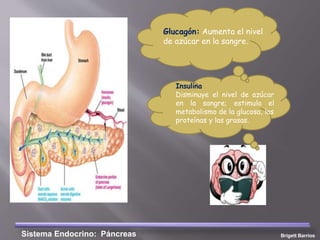 Brigett BarriosSistema Endocrino: Páncreas
Insulina
Disminuye el nivel de azúcar
en la sangre; estimula el
metabolismo de la glucosa, las
proteínas y las grasas.
Glucagón: Aumenta el nivel
de azúcar en la sangre.
 