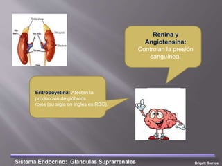 Brigett BarriosSistema Endocrino: Glándulas Suprarrenales
Renina y
Angiotensina:
Controlan la presión
sanguínea.
Eritropoyetina: Afectan la
producción de glóbulos
rojos (su sigla en inglés es RBC).
 