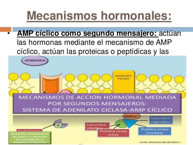Sistema Endocrino