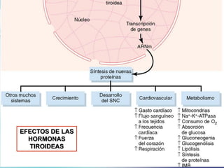 Glándula tiroides
EFECTOS DE LAS
HORMONAS
TIROIDEAS
 