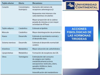 ACCIONES
FISIOLÓGICAS DE
LAS HORMONAS
TIROIDEAS
 