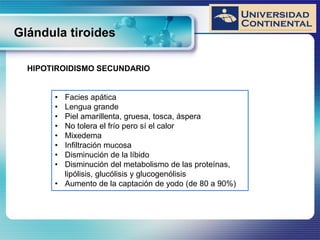 Glándula tiroides
HIPOTIROIDISMO SECUNDARIO
• Facies apática
• Lengua grande
• Piel amarillenta, gruesa, tosca, áspera
• No tolera el frío pero sí el calor
• Mixedema
• Infiltración mucosa
• Disminución de la líbido
• Disminución del metabolismo de las proteínas,
lipólisis, glucólisis y glucogenólisis
• Aumento de la captación de yodo (de 80 a 90%)
 