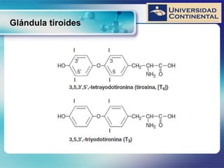 Glándula tiroides
 