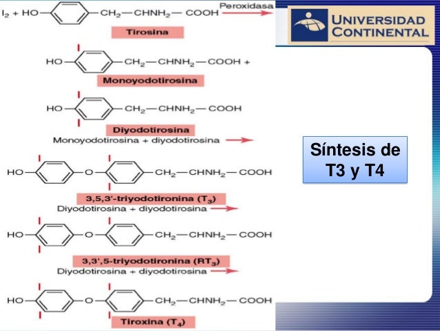 Sistema endocrino tiroides Sistema endocrino tiroides