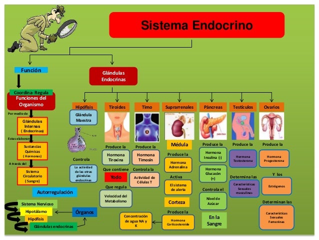 Sistema Endocrino
Función
Funciones del
Organismo
Coordina- Regula
Glándulas
Internas
( Endocrinas)
Sustancias
Químicas
( ...