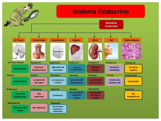 Sistema endocrino