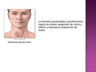 La hormona paratiroidea o parathormona regula los niveles sanguíneos de calcio y fósforo y estimula la reabsorción de hueso.