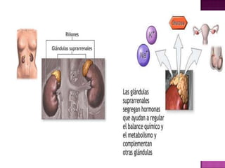 Sistema endocrino y control hormonal