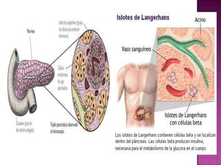 Sistema endocrino y control hormonal