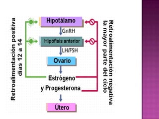 Sistema endocrino y control hormonal