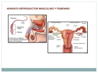 APARATO REPRODUCTOR MASCULINO Y FEMENINO
 