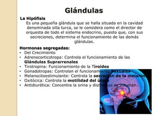 La Hipófisis
Es una pequeña glándula que se halla situada en la cavidad
denominada silla turca, se le considera como el director de
orquesta de todo el sistema endocrino, puesto que, con sus
secreciones, determina el funcionamiento de las demás
glándulas.
Hormonas segregadas:
• Del Crecimiento
• Adrenocorticotropa: Controla el funcionamiento de las
Glándulas Suprarrenales
• Tirotropina: Funcionamiento de la Tiroides
• Gonadotropas: Controlan el funcionamiento Sexuales
• Melanocitoestimulante: Controla la secreción de la melanina
• Oxitócica: Controla la motilidad del útero
• Antidiurética: Concentra la orina y disminuye su volumen.
 