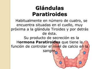 Glándulas
Paratiroides
Habitualmente en número de cuatro, se
encuentra situadas en el cuello, muy
próxima a la glándula Tiroides y por detrás
de ésta.
Su producto de secreción es la
Hormona Paratiroides que tiene la
función de controlar el nivel de calcio en la
sangre.
 