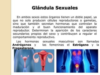 En ambos sexos estos órganos tienen un doble papel, ya
que no solo producen células reproductoras o gametas,
sino que también secretan hormonas que controlan la
maduración y el buen funcionamiento del aparato
reproductor. Determinan la aparición de los caracteres
secundarios propios del sexo y contribuyen a regular el
comportamiento reproductivo.
Las hormonas sexuales masculinas son llamadas
Andrógenos y las femeninas el Estrógeno y la
Progesterona.
Glándula Sexuales
 