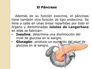 Además de su función exocrina, el páncreas
tiene también otra función de tipo endocrino. Se
lleva a cabo en unas áreas repartidas por todo el
órgano y denominadas Islotes de Langerhans
en ellas se fabrican:
• Insulina: determina una disminución del
nivel de glucosa en la sangre.
• Glucagón: produce un aumento del nivel de
glucosa en la sangre.
El Páncreas
 