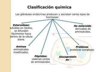 Glucoproteín
as:
Las glándulas endocrinas producen y secretan varios tipos de
hormonas:
Aminas
aminoácidos
modificados.
Péptidos:
cadenas cortas
de aminoácidos.
Proteicas
proteínas complejas
No esteroide:
derivadas de
aminoácidos.
Esteroideas:
solubles en lípidos,
se difunden
fácilmente hacia
dentro de la célula
diana.
 