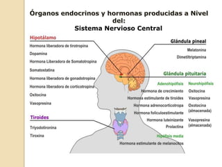 Sistema Nervioso Central
 