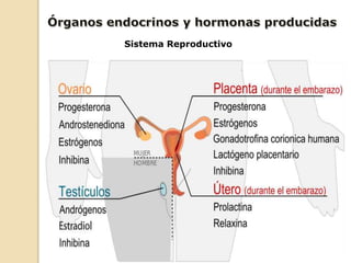 Sistema Reproductivo
 