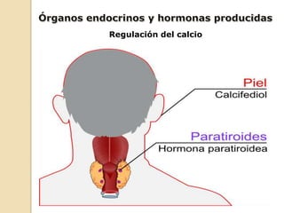Regulación del calcio
 