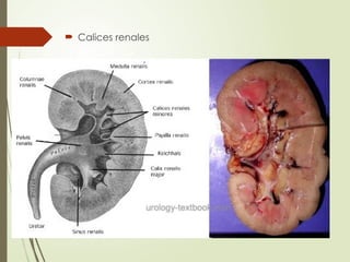 Comprehensive Overview of the Renal System: Kidneys, Nephrons, and ...