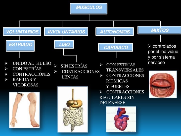 Sistema musculo-esqueletico
