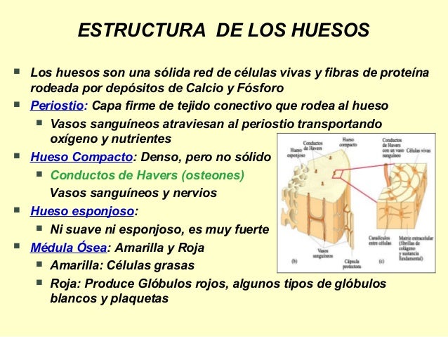Sistema esqueletico