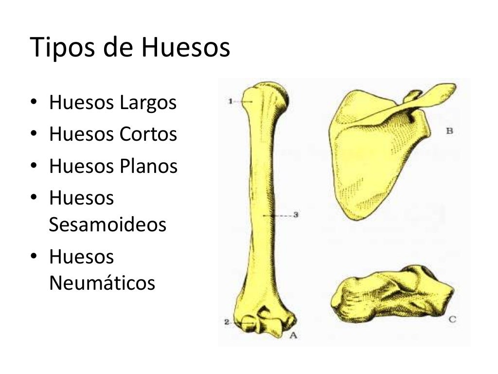 Para Que Sirven Los Huesos Sesamoideos