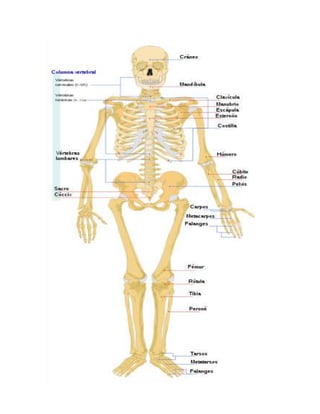 Sistema esqueletico