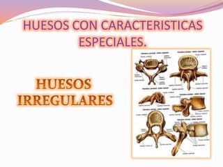 HUESOS CON CARACTERISTICAS
ESPECIALES.

 