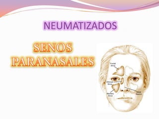NEUMATIZADOS

 