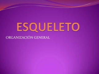 ORGANIZACIÓN GENERAL

 