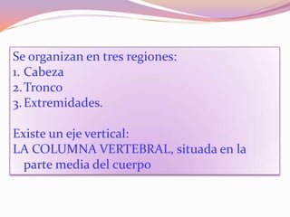 Se organizan en tres regiones:
1. Cabeza
2. Tronco
3. Extremidades.
Existe un eje vertical:
LA COLUMNA VERTEBRAL, situada en la
parte media del cuerpo

 