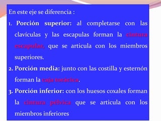 En este eje se diferencia :
1. Porción superior: al completarse con las
clavículas y las escapulas forman la cintura
escapular, que se articula con los miembros
superiores.

2. Porción media: junto con las costilla y esternón
forman la caja torácica.
3. Porción inferior: con los huesos coxales forman
la cintura pélvica que se articula con los
miembros inferiores

 