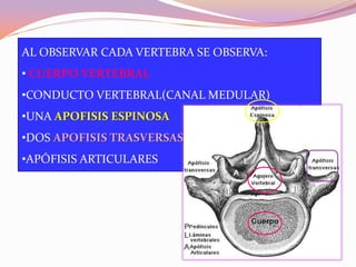 AL OBSERVAR CADA VERTEBRA SE OBSERVA:
• CUERPO VERTEBRAL
•CONDUCTO VERTEBRAL(CANAL MEDULAR)

•UNA APOFISIS ESPINOSA
•DOS APOFISIS TRASVERSAS
•APÓFISIS ARTICULARES

 