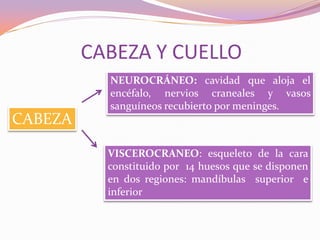 CABEZA Y CUELLO
NEUROCRÁNEO: cavidad que aloja el
encéfalo, nervios craneales y vasos
sanguíneos recubierto por meninges.

CABEZA
VISCEROCRANEO: esqueleto de la cara
constituido por 14 huesos que se disponen
en dos regiones: mandíbulas superior e
inferior

 