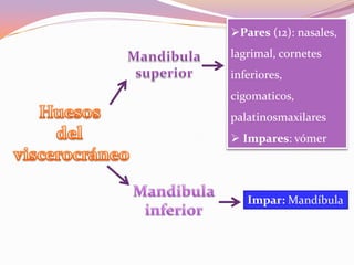 Pares (12): nasales,
lagrimal, cornetes
inferiores,
cigomaticos,
palatinosmaxilares
 Impares: vómer

Impar: Mandíbula

 
