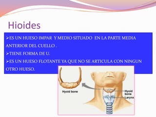 Hioides
ES UN HUESO IMPAR Y MEDIO SITUADO EN LA PARTE MEDIA

ANTERIOR DEL CUELLO .
TIENE FORMA DE U.
ES UN HUESO FLOTANTE YA QUE NO SE ARTICULA CON NINGUN
OTRO HUESO.

 