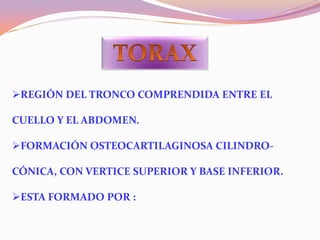 REGIÓN DEL TRONCO COMPRENDIDA ENTRE EL
CUELLO Y EL ABDOMEN.
FORMACIÓN OSTEOCARTILAGINOSA CILINDROCÓNICA, CON VERTICE SUPERIOR Y BASE INFERIOR.
ESTA FORMADO POR :

 