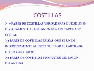 COSTILLAS
 7 PARES DE COSTILLAS VERDADERAS QUE SE UNEN

DIRECTAMENTE AL ESTERNON POR UN CARTILAGO
COSTAL.
3 PARES DE COSTILLAS FALSAS QUE SE UNEN
INDIRECTAMENTE AL ESTERNON POR EL CARTILAGO
DEL PAR ANTERIOR.
2 PARES DE COSTILLAS FLOTANTES, SIN UNION
DELANTERA.

 
