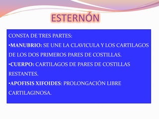 ESTERNÓN
CONSTA DE TRES PARTES:
•MANUBRIO: SE UNE LA CLAVICULA Y LOS CARTILAGOS
DE LOS DOS PRIMEROS PARES DE COSTILLAS.
•CUERPO: CARTILAGOS DE PARES DE COSTILLAS
RESTANTES.
•APOFISIS XIFOIDES: PROLONGACIÓN LIBRE

CARTILAGINOSA.

 