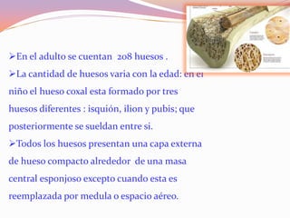 En el adulto se cuentan 208 huesos .

La cantidad de huesos varia con la edad: en el
niño el hueso coxal esta formado por tres
huesos diferentes : isquión, ilion y pubis; que

posteriormente se sueldan entre si.
Todos los huesos presentan una capa externa
de hueso compacto alrededor de una masa
central esponjoso excepto cuando esta es
reemplazada por medula o espacio aéreo.

 