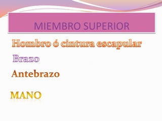 MIEMBRO SUPERIOR

 