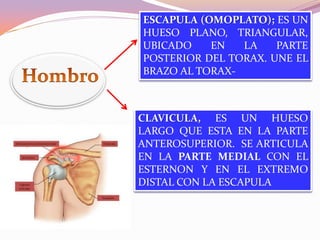 ESCAPULA (OMOPLATO); ES UN
HUESO PLANO, TRIANGULAR,
UBICADO
EN
LA
PARTE
POSTERIOR DEL TORAX. UNE EL
BRAZO AL TORAX-

CLAVICULA, ES UN HUESO
LARGO QUE ESTA EN LA PARTE
ANTEROSUPERIOR. SE ARTICULA
EN LA PARTE MEDIAL CON EL
ESTERNON Y EN EL EXTREMO
DISTAL CON LA ESCAPULA

 