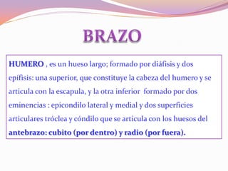 HUMERO , es un hueso largo; formado por diáfisis y dos
epífisis: una superior, que constituye la cabeza del humero y se
articula con la escapula, y la otra inferior formado por dos

eminencias : epicondilo lateral y medial y dos superficies
articulares tróclea y cóndilo que se articula con los huesos del
antebrazo: cubito (por dentro) y radio (por fuera).

 