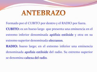 Formado por el CUBITO por dentro y el RADIO por fuera.
CUBITO: es un hueso largo que presenta una eminencia en el
extremo inferior denominada apófisis estiloide y otra en su
extremo superior denominada olecranon.
RADIO: hueso largo; en el extremo inferior una eminencia
denominada apofisis estiloide del radio. Su extremo superior
se denomina cabeza del radio.

 
