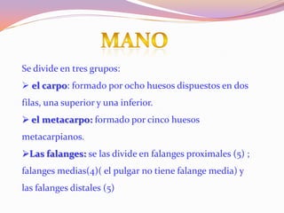Se divide en tres grupos:
 el carpo: formado por ocho huesos dispuestos en dos
filas, una superior y una inferior.
 el metacarpo: formado por cinco huesos
metacarpianos.
Las falanges: se las divide en falanges proximales (5) ;
falanges medias(4)( el pulgar no tiene falange media) y
las falanges distales (5)

 