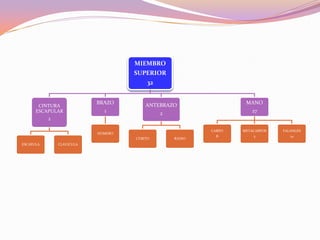 MIEMBRO
SUPERIOR
32

CINTURA
ESCAPULAR

BRAZO

ANTEBRAZO

MANO

1

2

27

2
CARPO

HÚMERO
CÚBITO
ESCAPULA

CLAVICULA

RADIO

METACARPOS

FALANGES

8

5

14

 