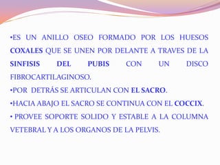 •ES UN ANILLO OSEO FORMADO POR LOS HUESOS
COXALES QUE SE UNEN POR DELANTE A TRAVES DE LA
SINFISIS

DEL

PUBIS

CON

UN

DISCO

FIBROCARTILAGINOSO.
•POR DETRÁS SE ARTICULAN CON EL SACRO.
•HACIA ABAJO EL SACRO SE CONTINUA CON EL COCCIX.
• PROVEE SOPORTE SOLIDO Y ESTABLE A LA COLUMNA
VETEBRAL Y A LOS ORGANOS DE LA PELVIS.

 